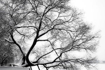 雪后颐和园（8）