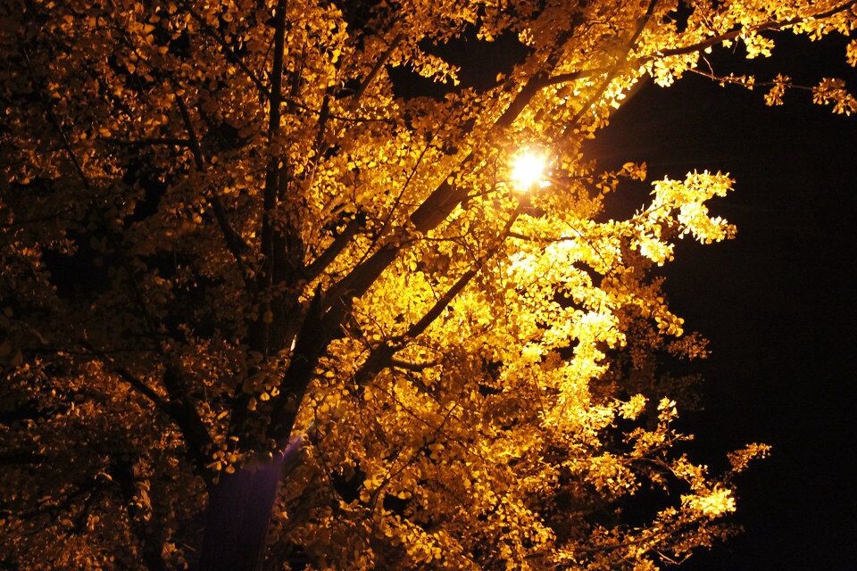 10.我的大学·夜叶<br />
