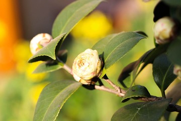 IMG_5124.jpg