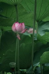 8F4CA7CD-7487-492C-AD23-ED3BC409AB80/L0/001