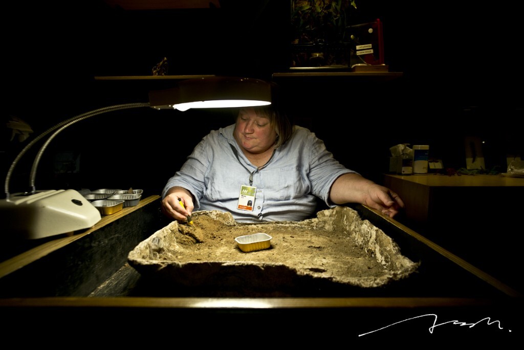 Wendy是墨尔本博物馆的一名志愿者，她当时正在用工具小心翼翼地在这一盘泥土中寻找着东西，原来是她身边放着的一个鳄鱼的头骨在挖掘出来的时候少了一些牙齿，她的工作就是在参观的游客面前演示如何在泥土中慢慢将这些牙齿发掘出来。