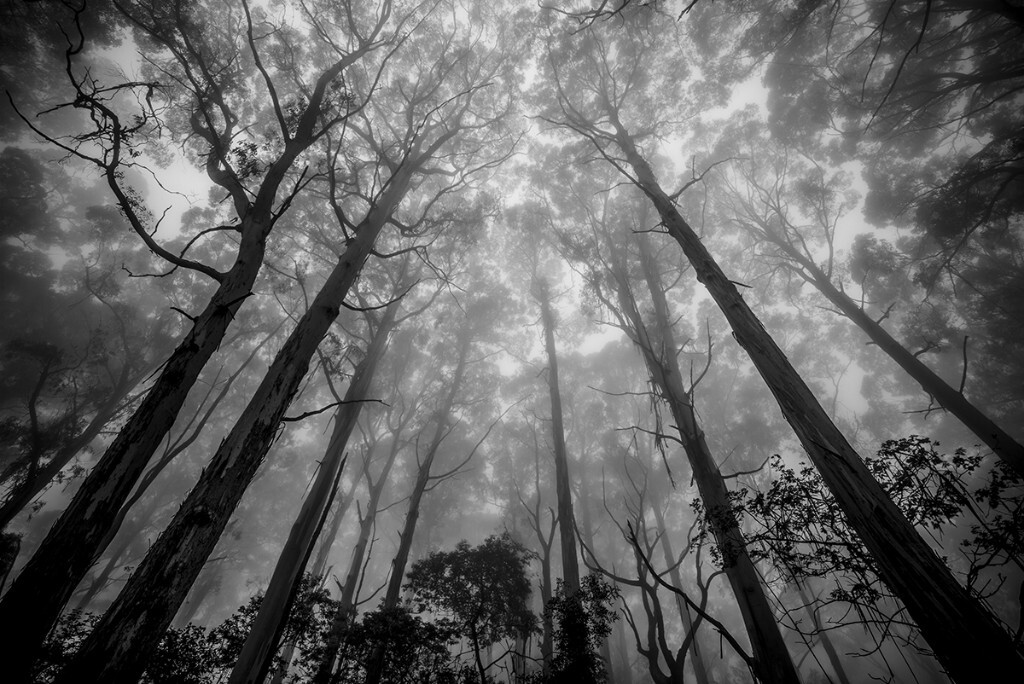3月，Mount Macedon，大雾中的树林