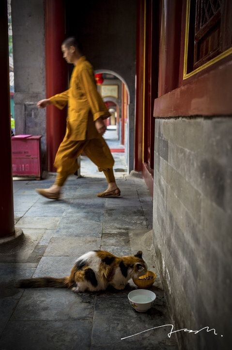 僧人和猫<br />
今天下午在广化寺,在拍一只正在吃食的猫的时候,一位僧人从它另外一侧的门中走进来。寺里养了很多的猫,一个在寺庙中帮忙的师傅说,这叫做和谐,人和动物相安无事地生活在同一片屋檐下。很多小动物并不是自己选择了流浪的这条道路,给它们安排这样一些安全的地方,平时过来吃吃食,自己还可以四处转转,挺好的。