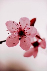 花开