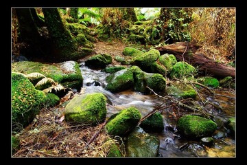 Tarra Bulga National Park