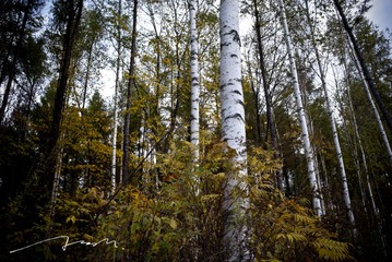 L1002088
