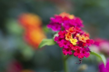 锦
