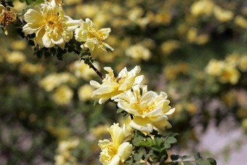 KG5Z7522修.jpg