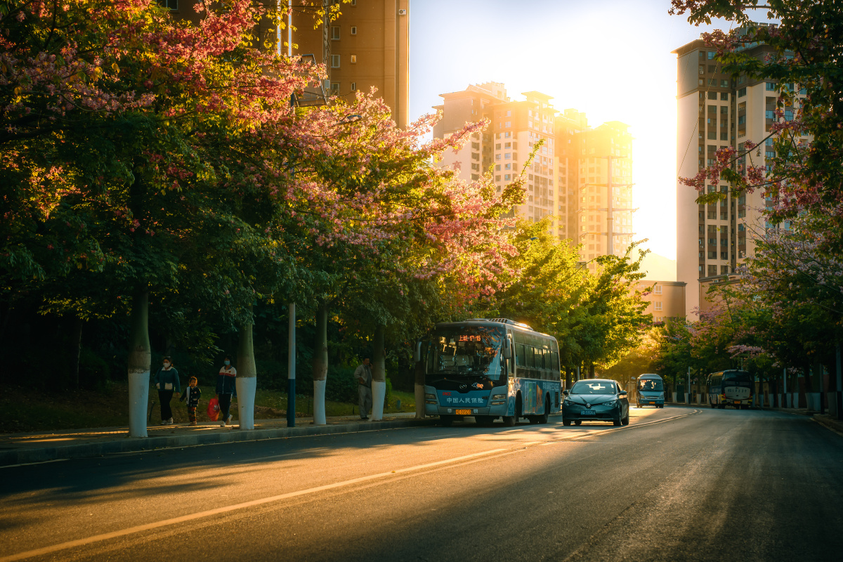 攀枝花仁和夕阳异木棉花