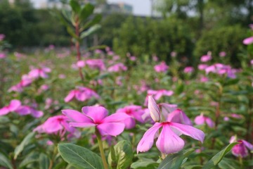 花卉