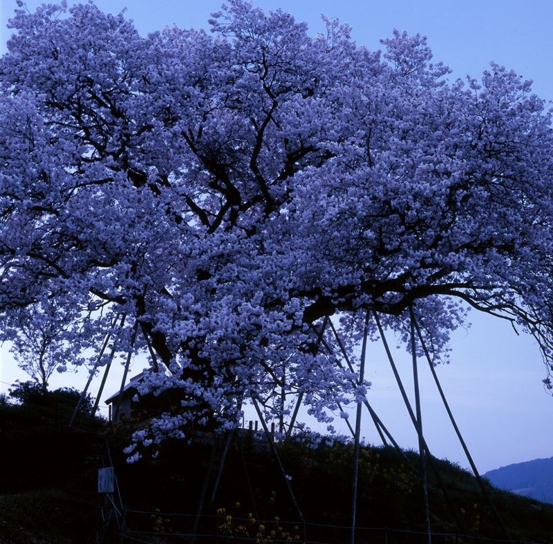 嬉野的百年樱<br />
Hasselblad503CW Carl Zeiss PlanarC100 F11 RVP100