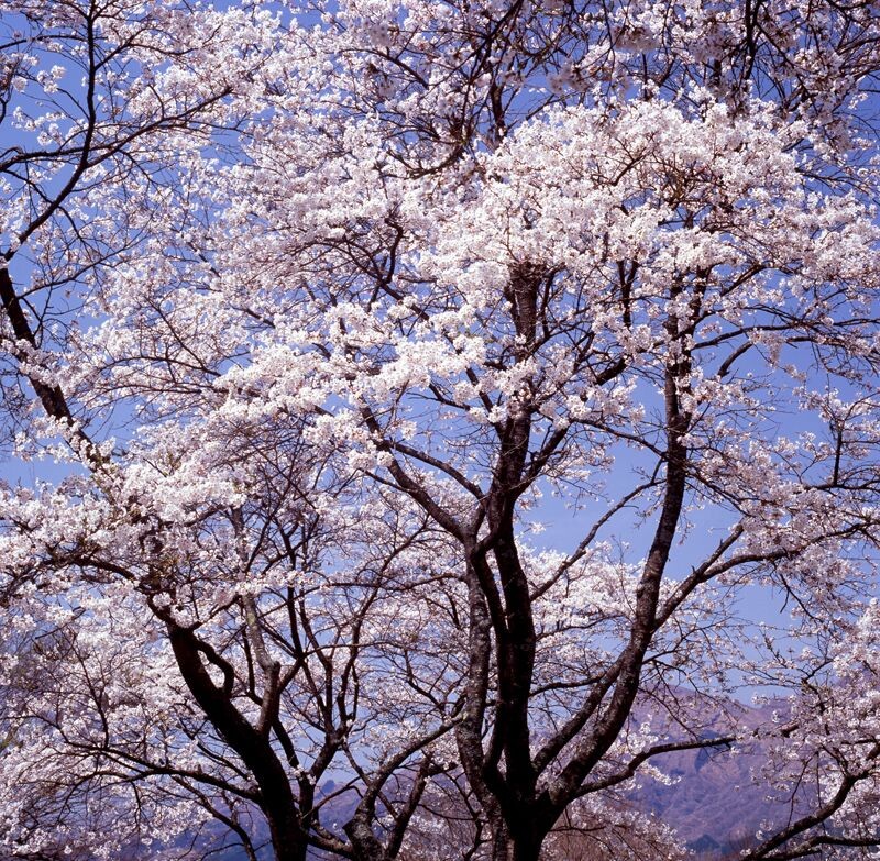 八重樱<br />
Hasselblad503CW Carl Zeiss PlanarC100 F22 PL RVP100