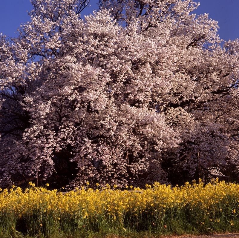 阿苏一心行大樱<br />
Hasselblad503CW Carl Zeiss SonnarC150 F22 PL RVP100