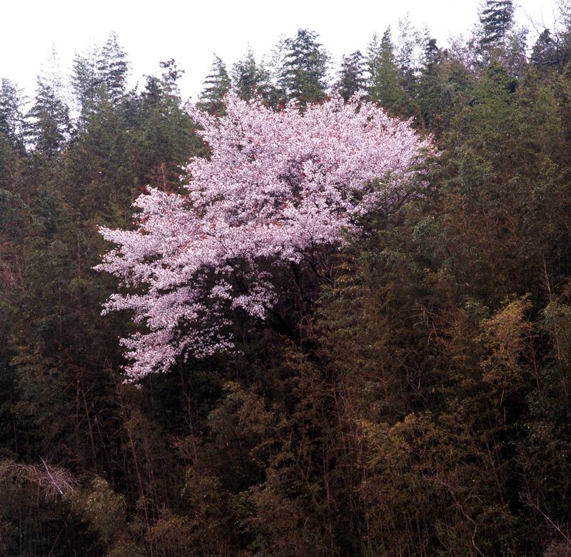 山樱<br />
Hasselblad503CW Carl Zeiss SonnarC250T* F22 PL RVP100