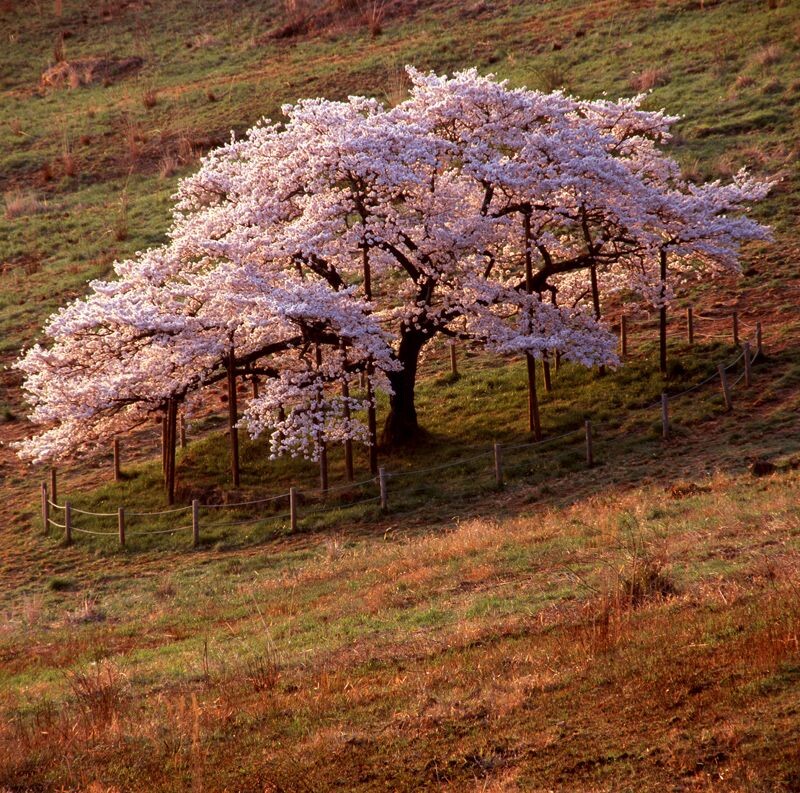观音樱<br />
Hasselblad503CW Tele-TessarC500T* CPL F22 RVP100