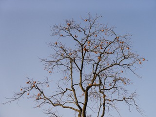 152027