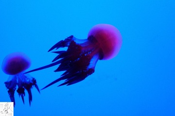 4F612408-61FB-4A5D-BD66-59992953F39A/L0/001