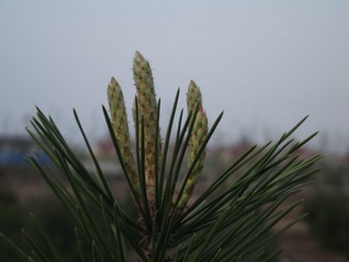 DSCF0111.JPG