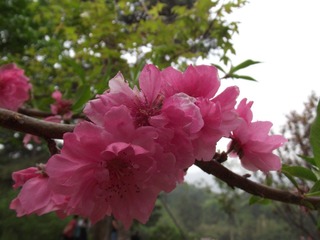 DSCF0131.JPG