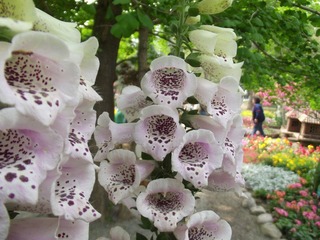 DSCF0164.JPG