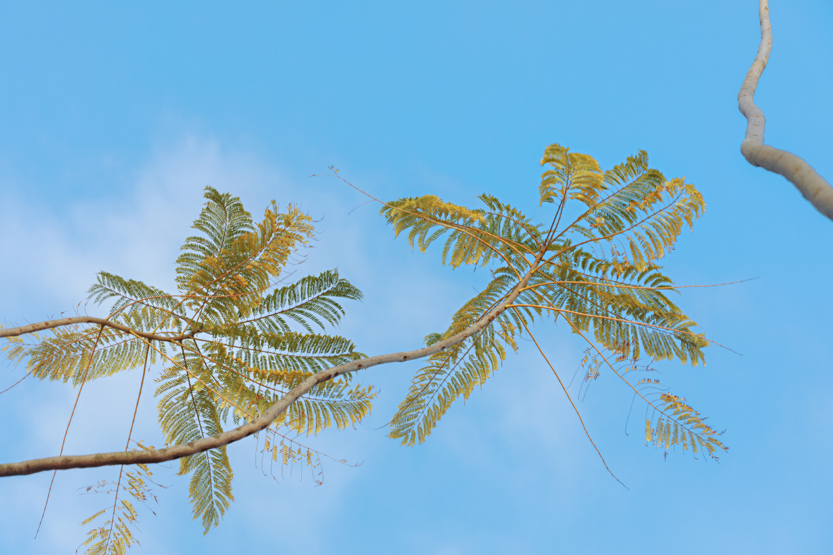 冬天里的蓝花楹没有花朵的陪伴