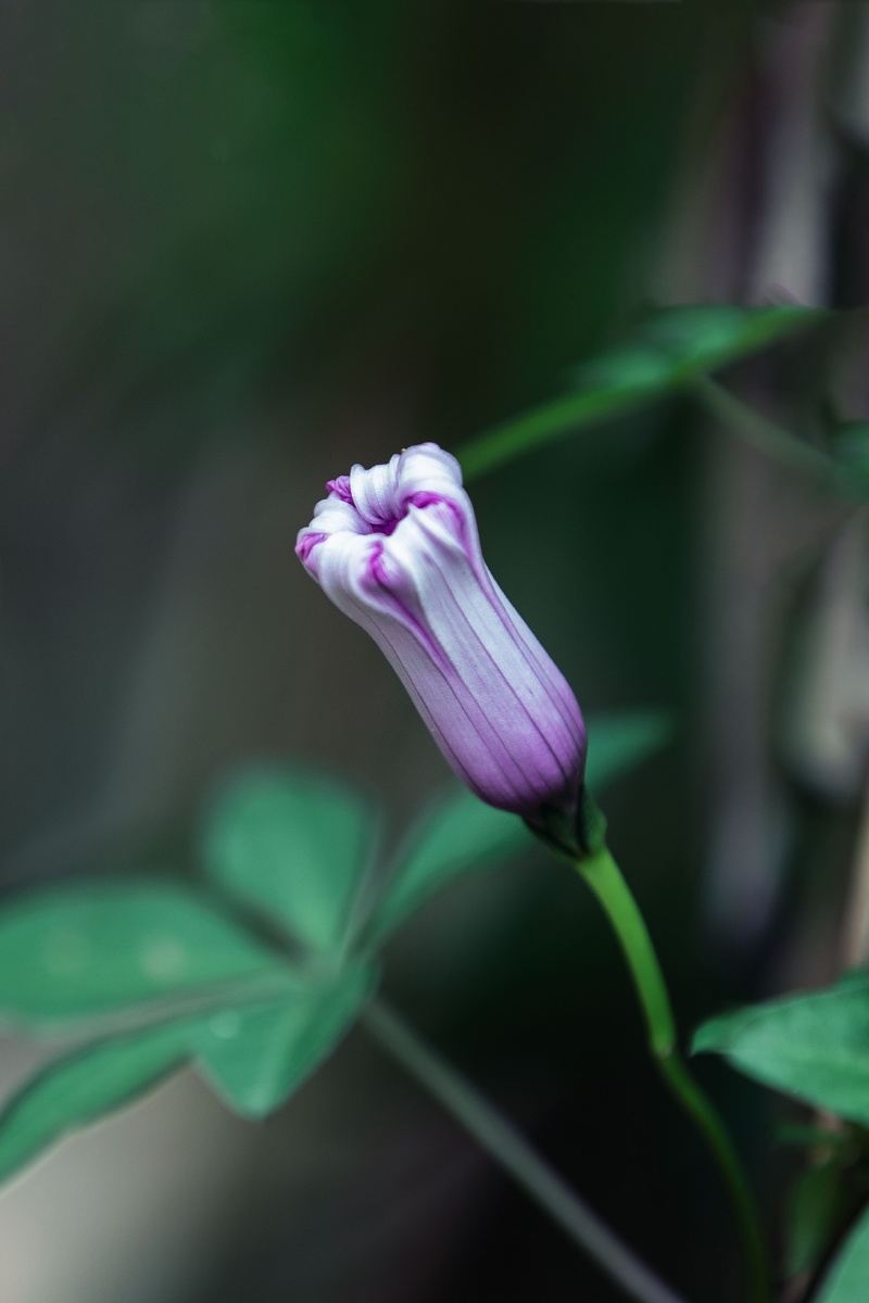 牵牛花每天都努力开花迎接阳光