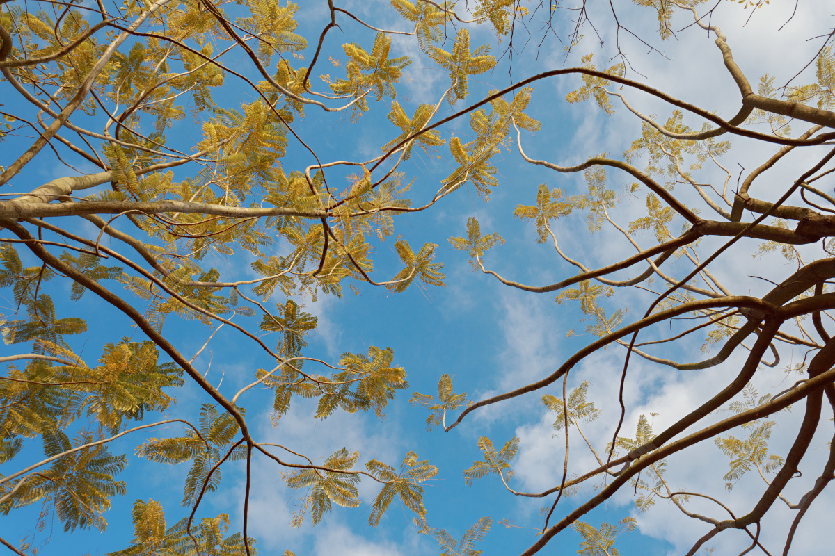 冬天里的蓝花楹没有花朵的陪伴