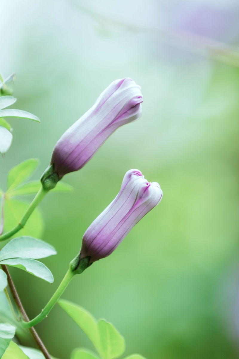 牵牛花每天都努力开花迎接阳光