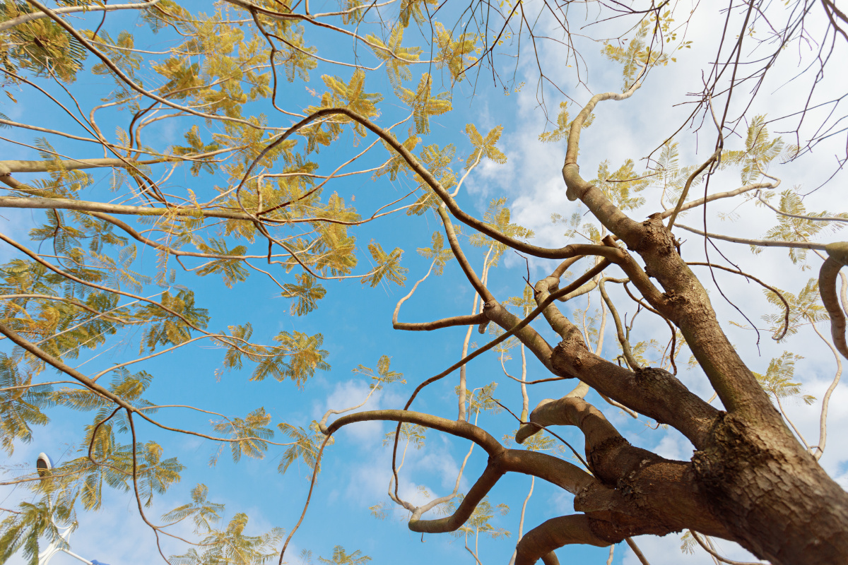 冬天里的蓝花楹没有花朵的陪伴