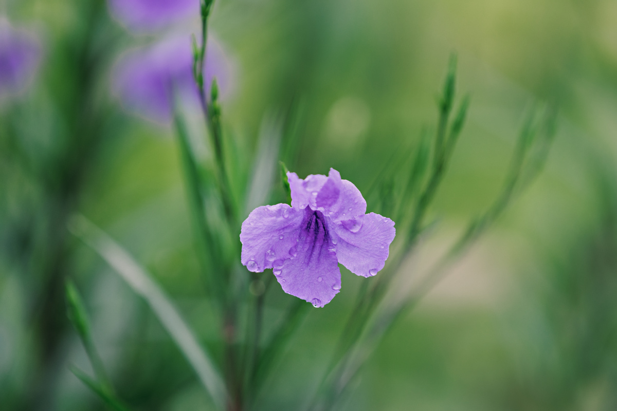 雨后的小蓝花