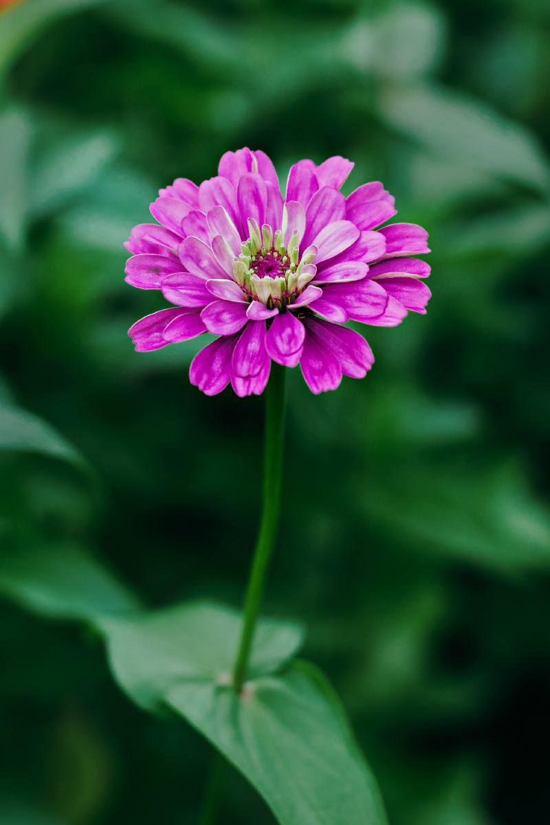 摇曳多姿的百日菊