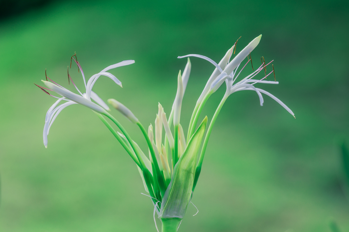 心如止水静如幽兰