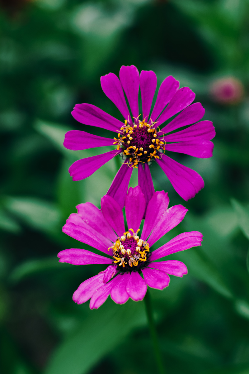 摇曳多姿的百日菊