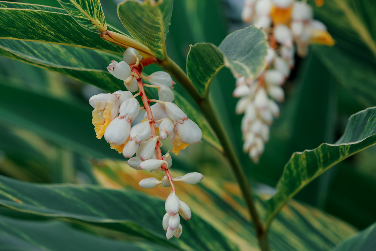 花叶艳山姜开花了,晶莹剔透的花苞一串串垂下来. - 小捏狂 - 图虫