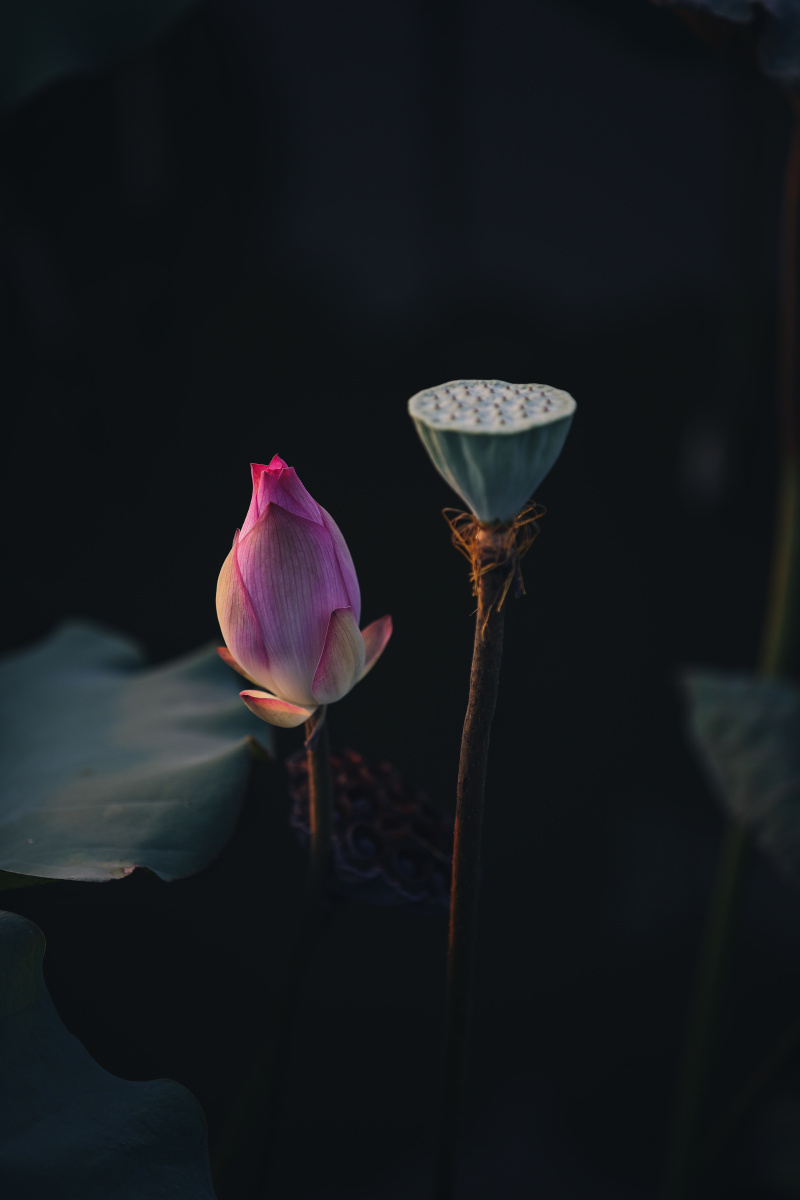 傍晚时分的荷花