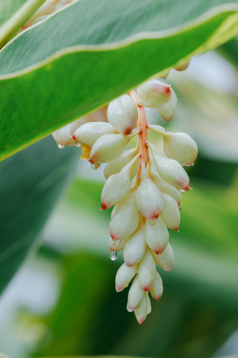 花叶艳山姜开花了,晶莹剔透的花苞一串串垂下来. - 小捏狂 - 图虫