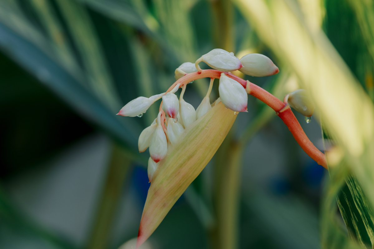 花叶艳山姜开花了,晶莹剔透的花苞一串串垂下来. - 小捏狂 - 图虫