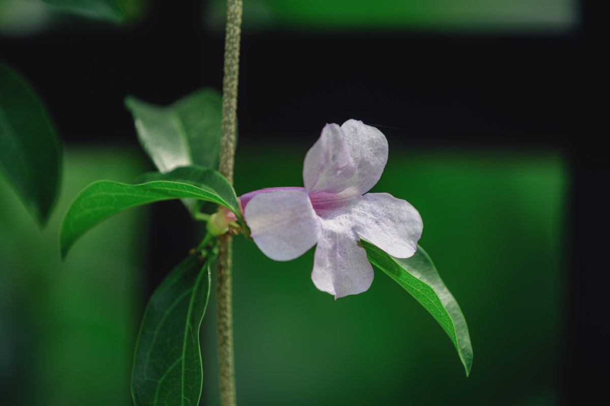 花开绚烂紫气昂扬蒜香藤花