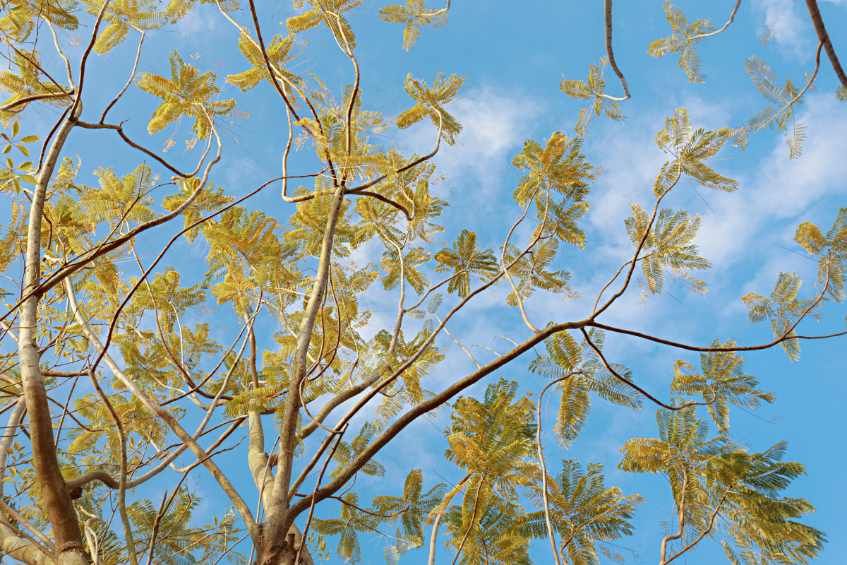 冬天里的蓝花楹没有花朵的陪伴