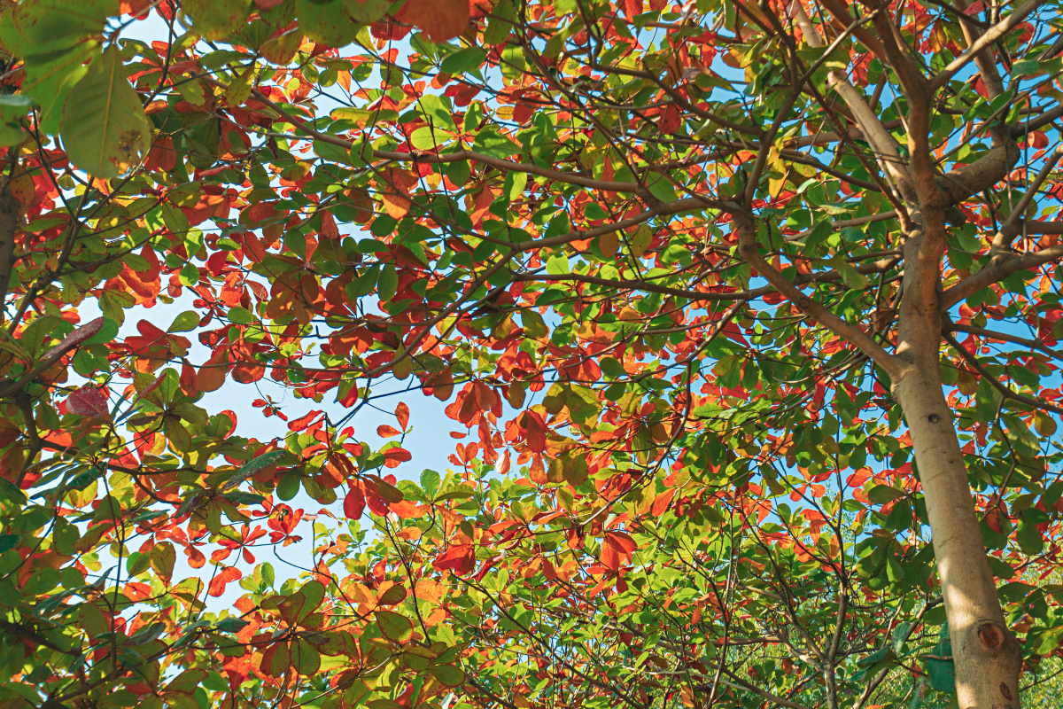 红绿相间的树叶
