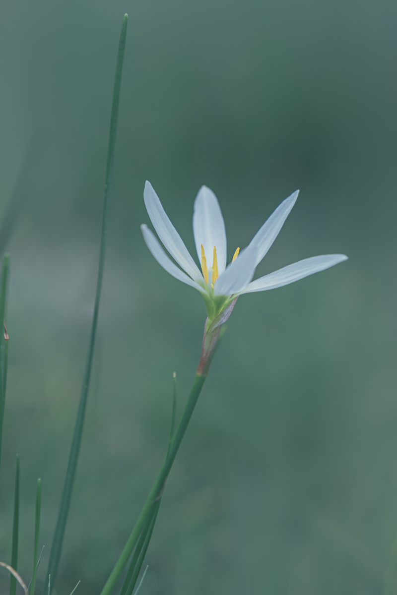 风中飘荡的小白花