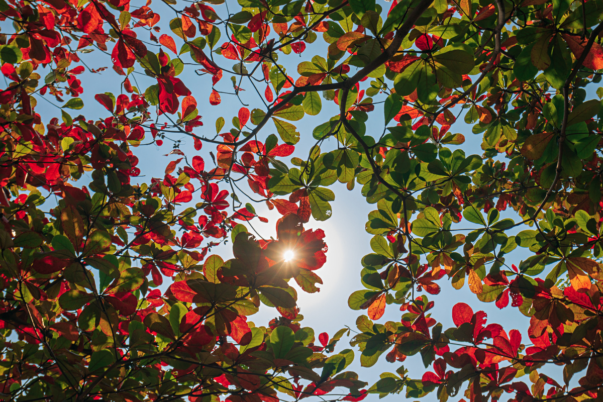 红绿相间的树叶