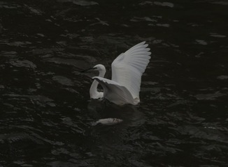 95264
