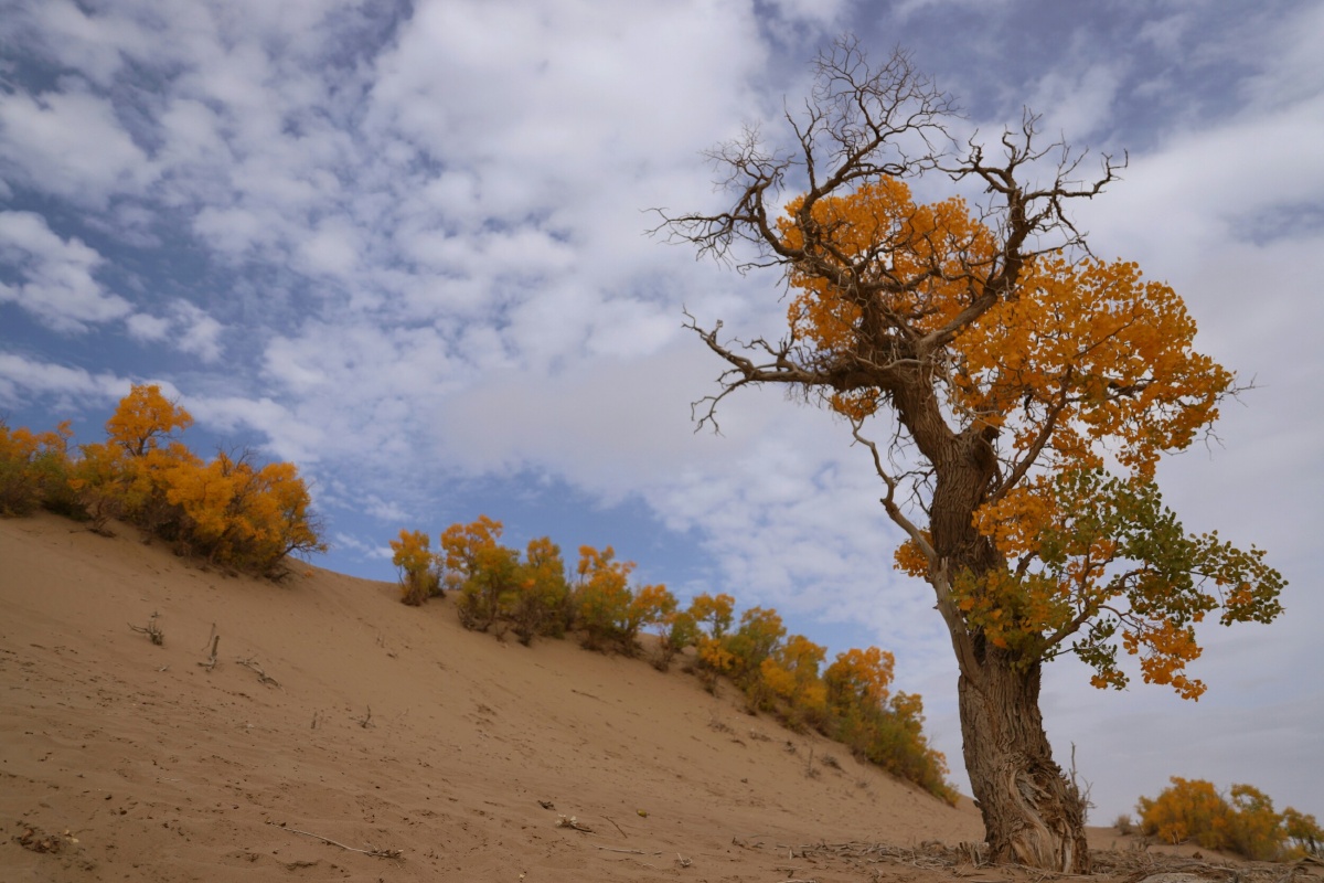 沙漠胡杨