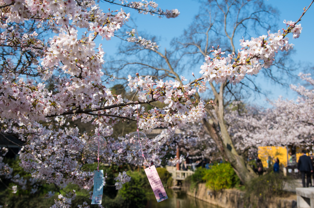 樱花和风铃