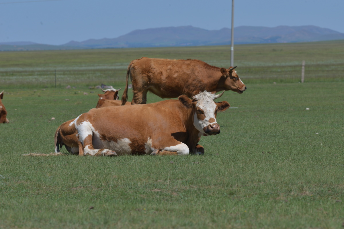 在牧场休憩一群黄牛