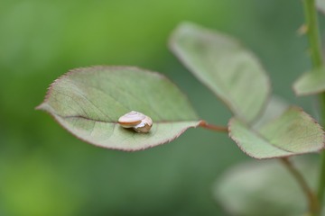 354066