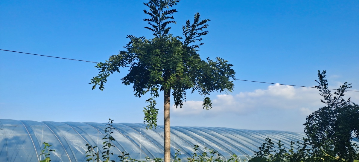 带着兔子耳朵的一颗小树