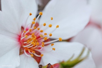 IMG_2052s.jpg