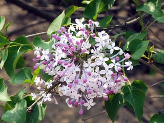 DSCF4458.jpg